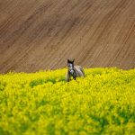 Współczesne SEO w obliczu przekształceń obserwowanych w wynikach wyszukiwania i platformach społecznościowych